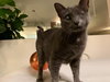Silver (FELV+ Foster Kitty) - Photo 6