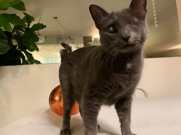Silver (FELV+ Foster Kitty)
