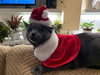 Silver (FELV+ Foster Kitty) - Photo 2