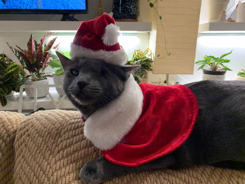 SILVER (FELV+ FOSTER KITTY) - Domestic Short Hair available for adoption