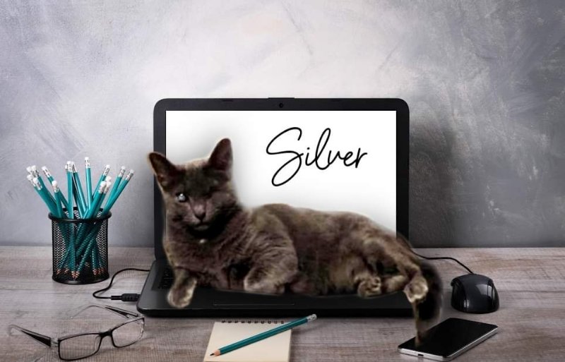 adoptable Cat in Gettysburg, PA named Silver (FELV+ Foster Kitty)