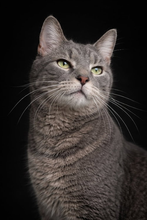 Einstein, an adoptable Domestic Short Hair in Gettysburg, PA