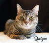 adoptable Cat in gettysburg, PA named Raelynn
