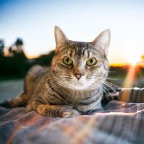 adoptable Cat in Gettysburg, PA named Raelynn