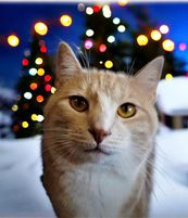 adoptable Cat in Gettysburg, PA named Buddy the Elf