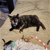 adoptable Cat in gettysburg, PA named Gertie (KS Courtesy Post)
