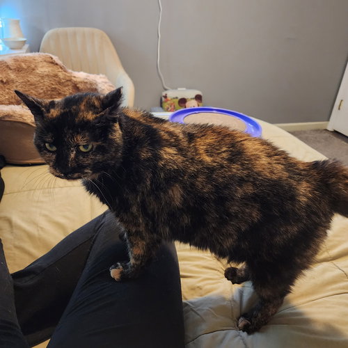 GERTIE(KS COURTESY POST) - Domestic Short Hair / Tortoiseshell available for adoption