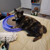 adoptable Cat in , Unknown named (KS Courtesy Post) Gertie