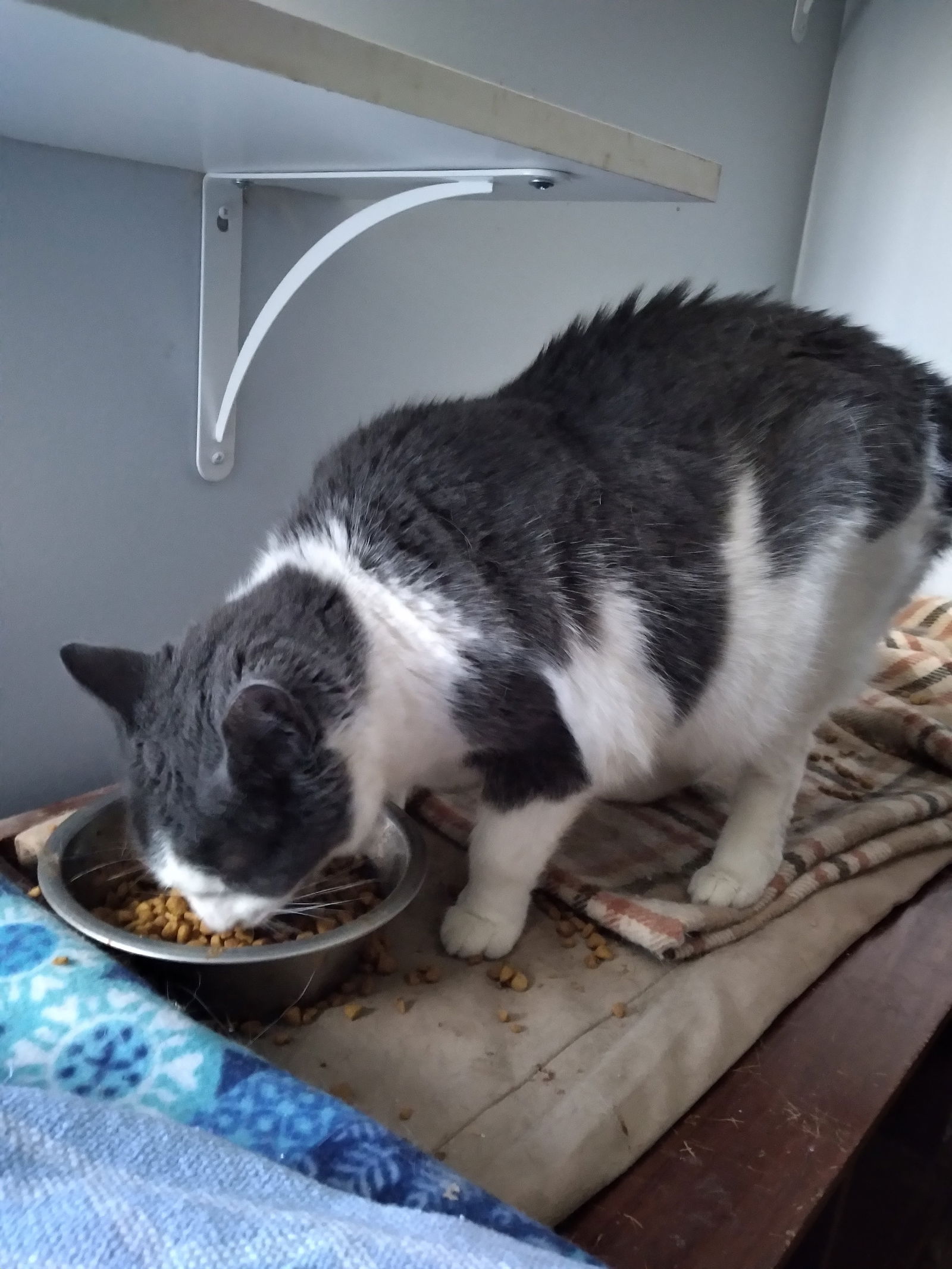 adoptable Cat in Gettysburg, PA named Timber (KS Courtesy Post)