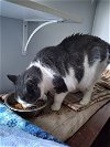 adoptable Cat in gettysburg, PA named Timber (KS Courtesy Post)