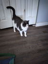 adoptable Cat in , Unknown named (KS Courtesy Post) Timber