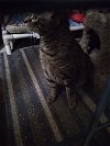 adoptable Cat in gettysburg, PA named Simba (KS Courtesy Post)
