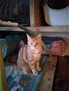adoptable Cat in , Unknown named (KS Courtesy Post) Saffron