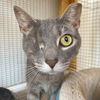 adoptable Cat in gettysburg, PA named Stella (Bonded to Greystokes & Stoney)