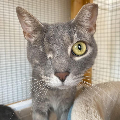 picture of the cat needing adoption