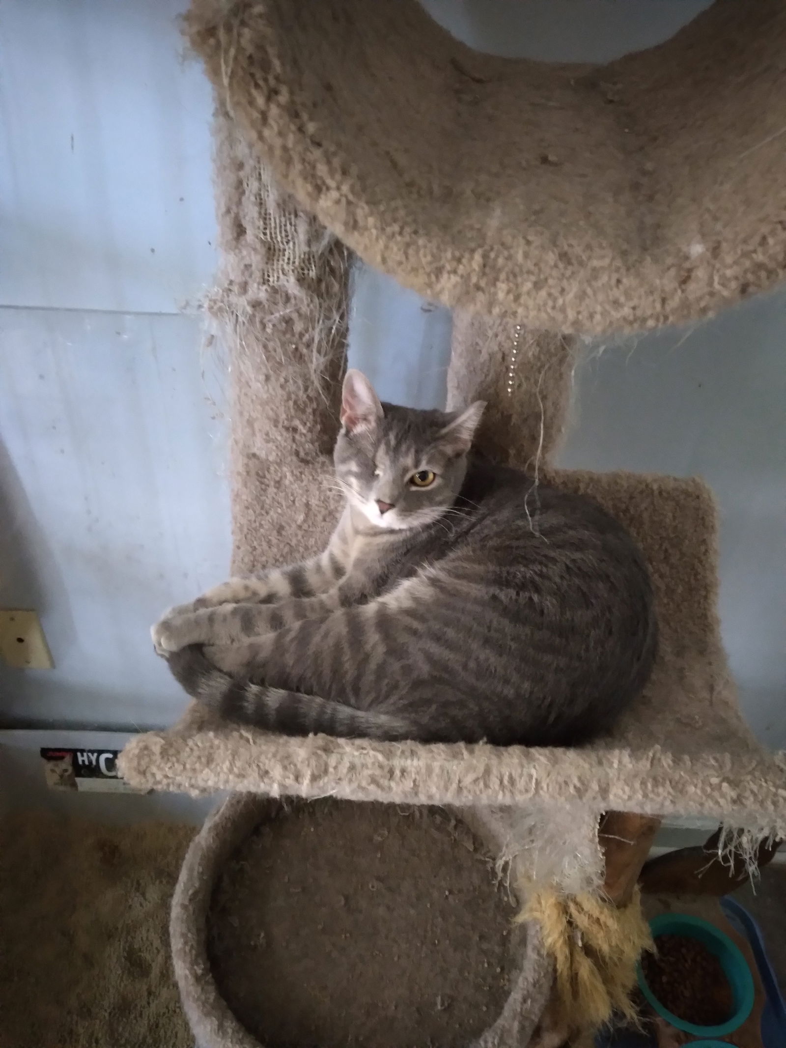 adoptable Cat in Gettysburg, PA named (KS Courtesy Post) Stella