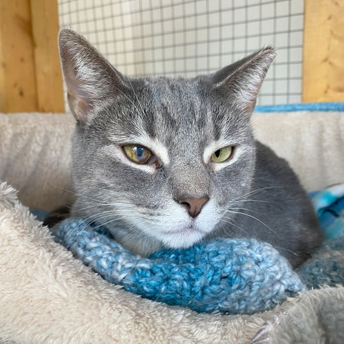 picture of the cat needing adoption
