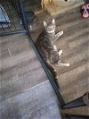adoptable Cat in gettysburg, PA named Stoney (KS Courtesy Post)