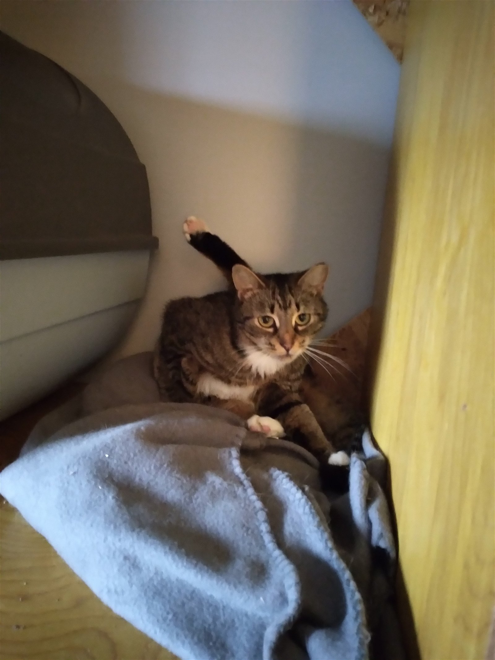 adoptable Cat in Gettysburg, PA named Molli (KS Courtesy Post)