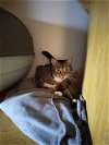 adoptable Cat in gettysburg, PA named Molli (KS Courtesy Post)