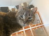 adoptable Cat in gettysburg, PA named Java