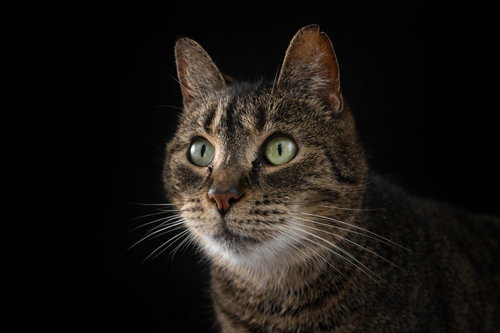 Java, Senior Domestic Short Hair / Tabby / Mixed (short coat), cat for adoption in Hagerstown, Maryland