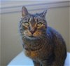adoptable Cat in gettysburg, PA named Java