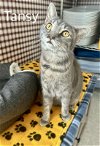 adoptable Cat in gettysburg, PA named Tansy