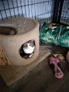 adoptable Cat in gettysburg, PA named Trixie (KS CORTESY POST)