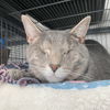 adoptable Cat in gettysburg, PA named Greystokes (Bonded to Stoney & Stella)