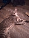 adoptable Cat in gettysburg, PA named Greystokes aka Stokes (KS COURTESY POST)