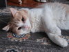 Muffin (Foster Cat) - Photo 3
