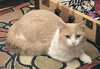 Muffin (Foster Cat) - Photo 9