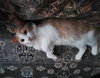 Muffin (Foster Cat) - Photo 8