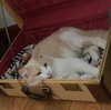Muffin (Foster Cat) - Photo 6