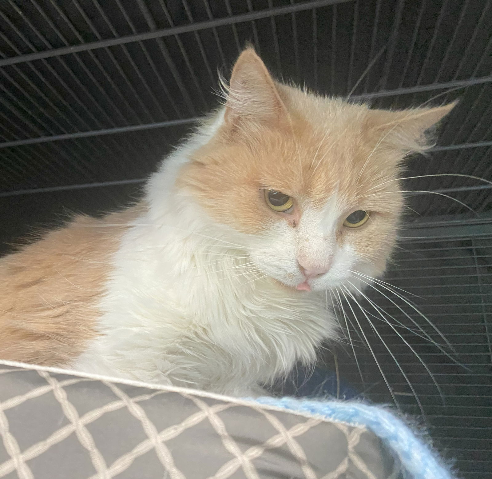 adoptable Cat in Gettysburg, PA named Muffin (Foster Cat)