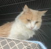 adoptable Cat in gettysburg, PA named Muffin (Foster Cat)