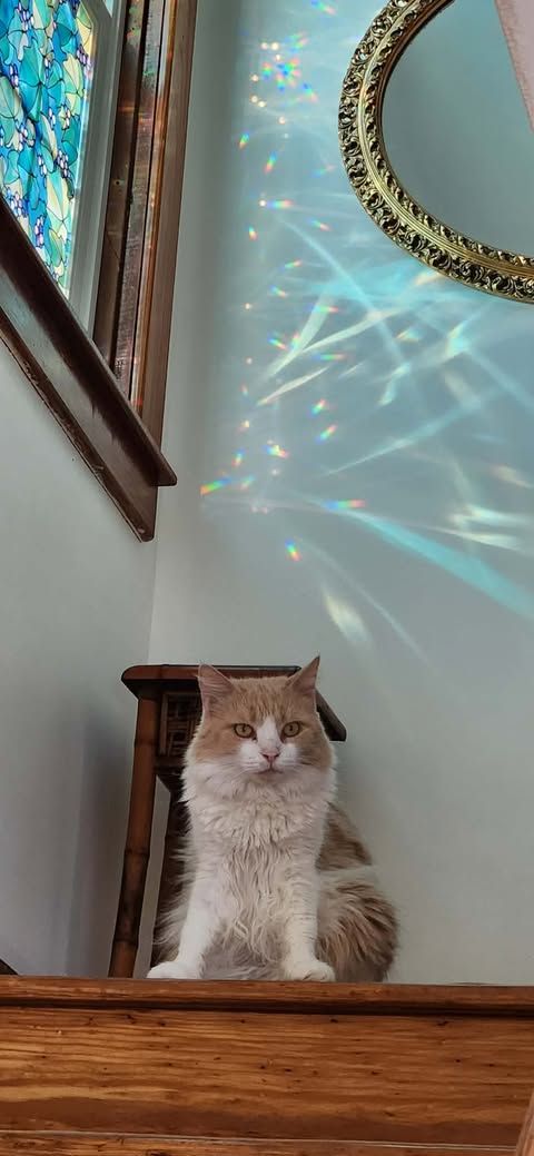 MUFFIN (FOSTER CAT) - Domestic Long Hair available for adoption