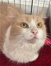 adoptable Cat in gettysburg, PA named Muffin (foster cat)