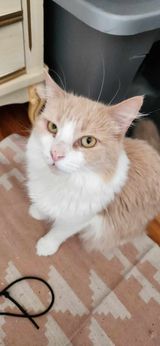 picture of the cat needing adoption