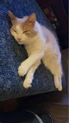 Muffin (Foster Cat) - Photo 10