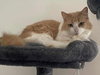 Muffin (Foster Cat) - Photo 5
