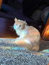 Muffin (Foster Cat) - Photo 7