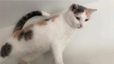 adoptable Cat in Gettysburg, PA named Galaxy Girl (foster cat)
