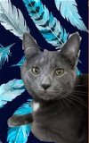 adoptable Cat in gettysburg, PA named Squawks (foster kitten)