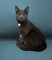 adoptable Cat in Gettysburg, PA named Squawks (foster kitten)