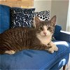 adoptable Cat in gettysburg, PA named Noah