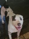 adoptable Dog in , PA named Hailey-Dog (KS COURTESY POST)