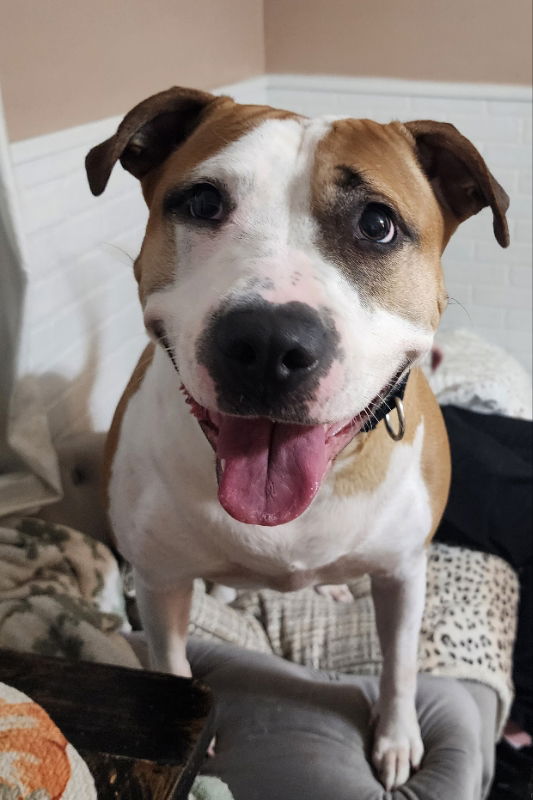 adoptable Dog in Gettysburg, PA named Angel (foster dog)