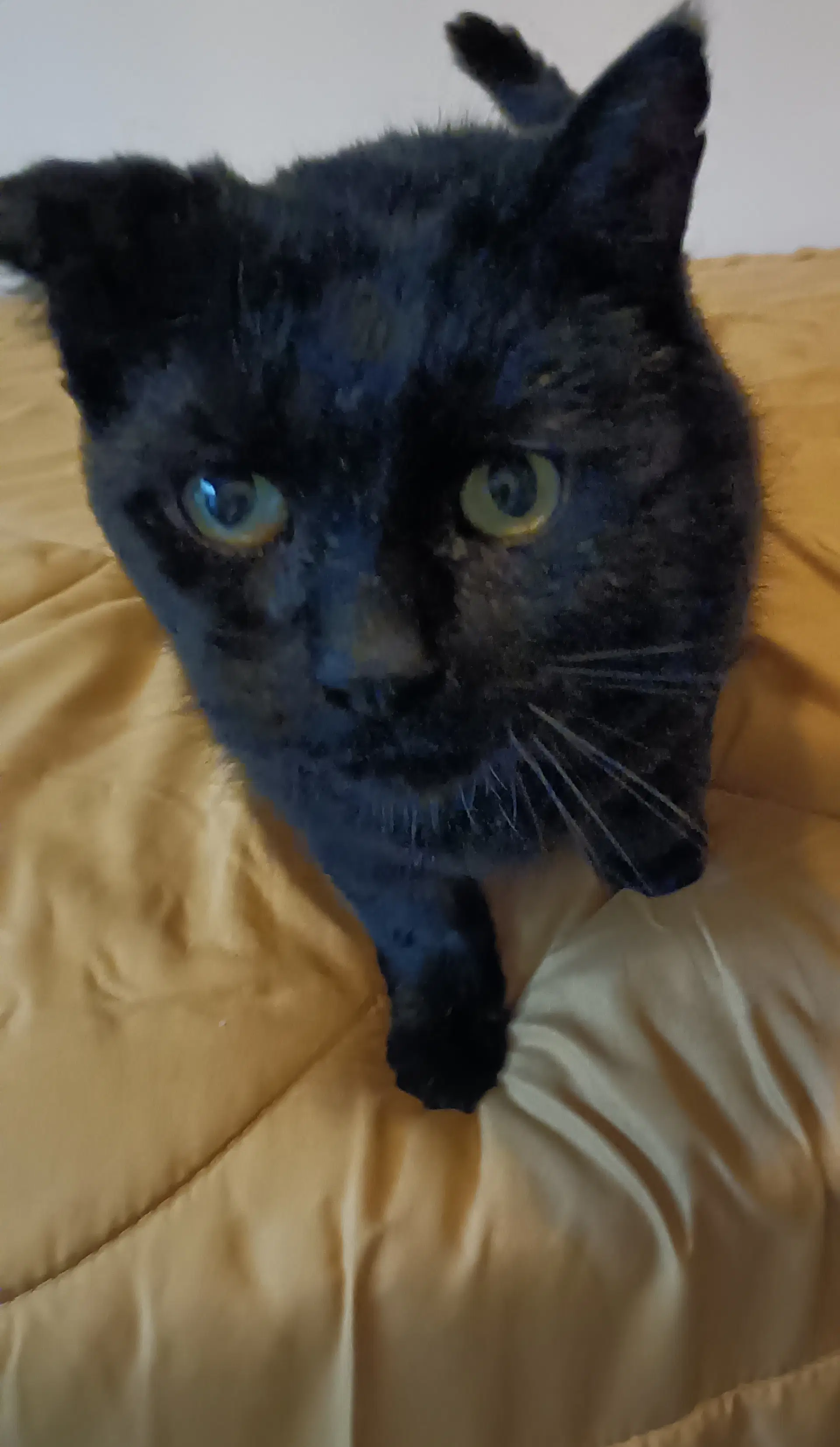 Accc Courtesy Post Kiko Fiv image 2